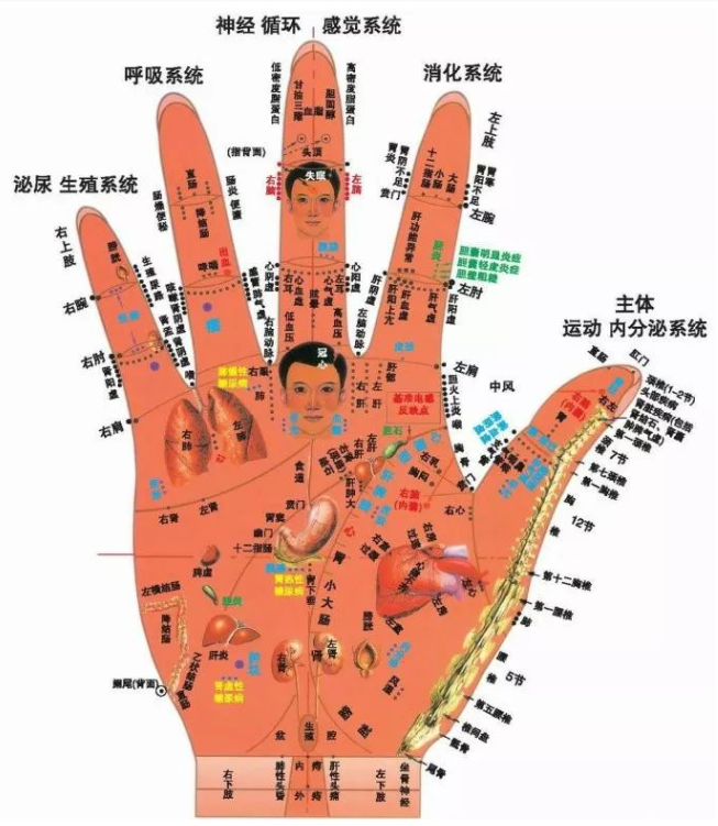 人体全息反射区图集锦：窥一斑而知全豹