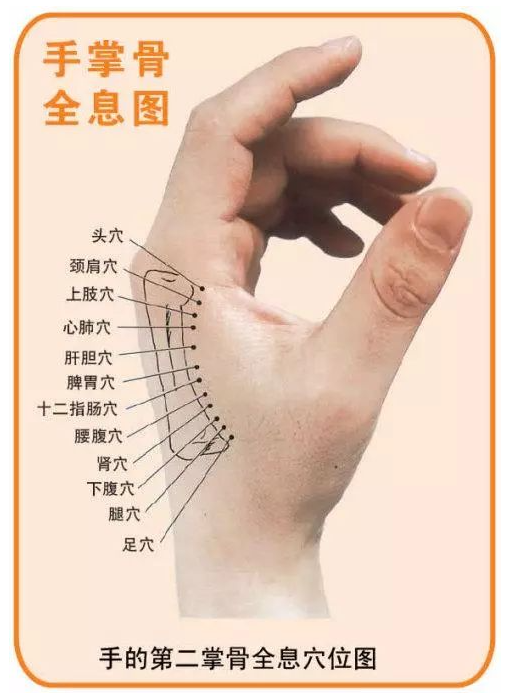 人体全息反射区图集锦：窥一斑而知全豹2