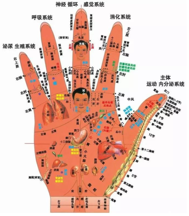 人体全息反射区图集锦：窥一斑而知全豹2
