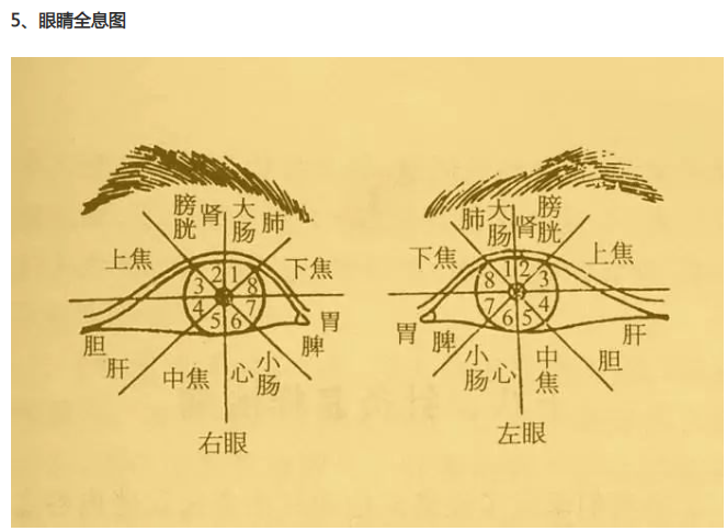人体全息反射区图集锦：窥一斑而知全豹2