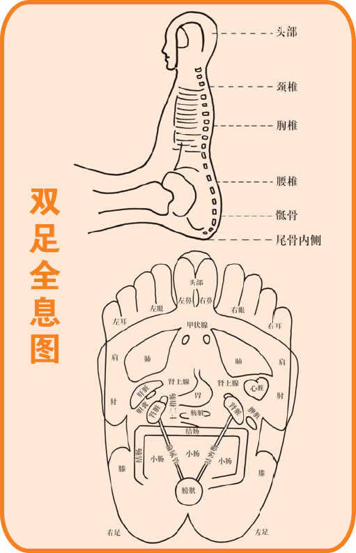 足部反射图