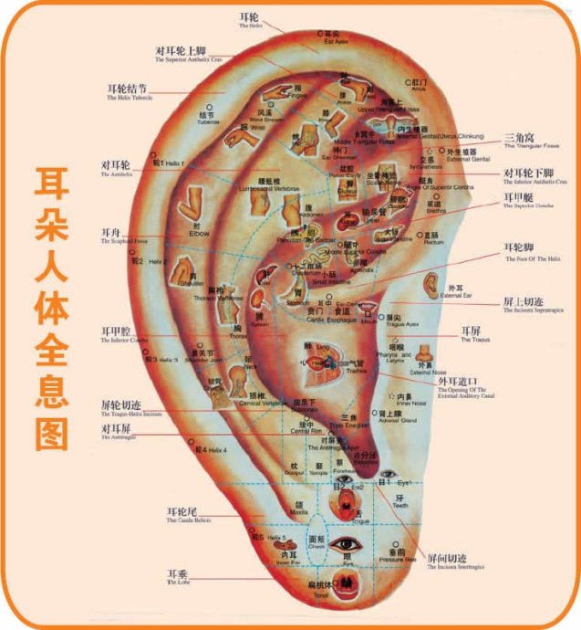 耳部全息图