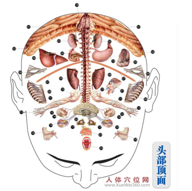 头部全息穴区（反射区）示意图
