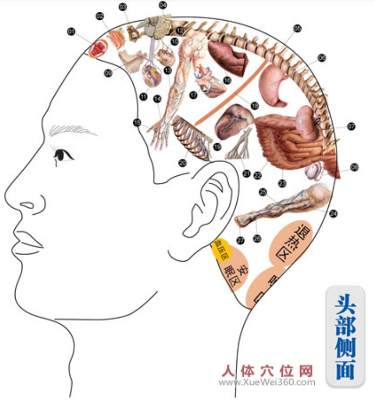 头部全息穴区（反射区）示意图
