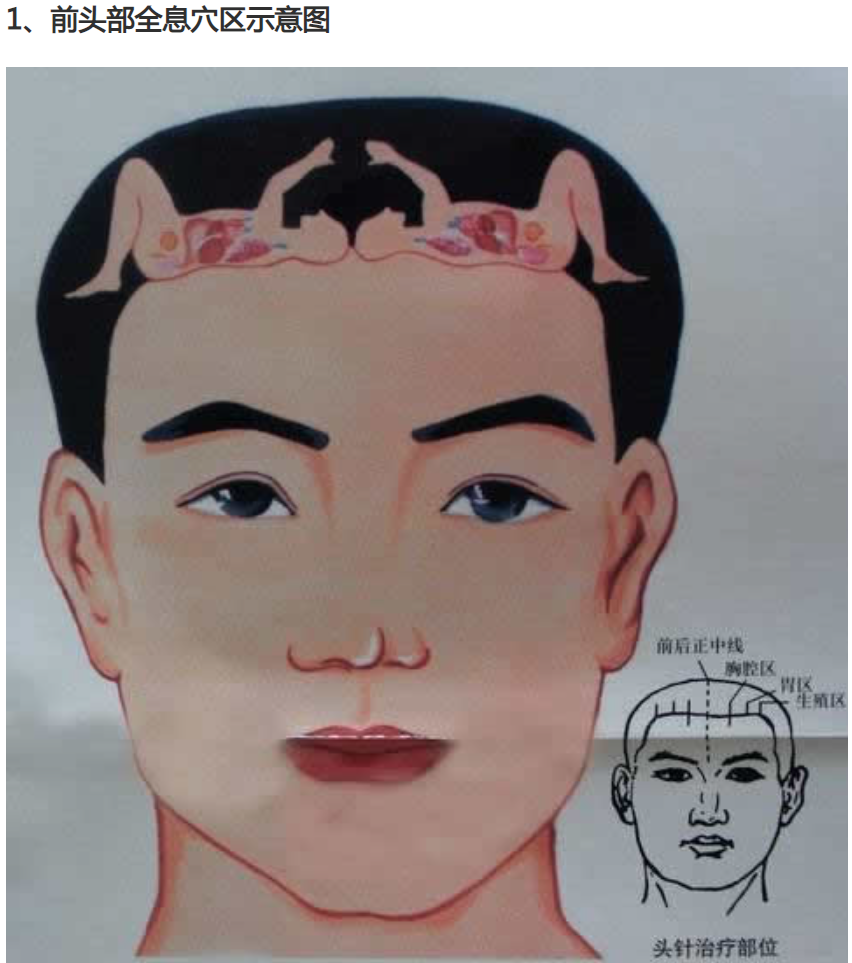 头部全息穴区（反射区）示意图