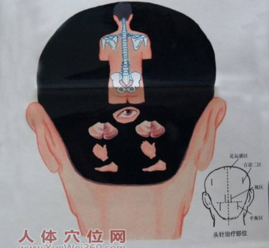 头部全息穴区（反射区）示意图