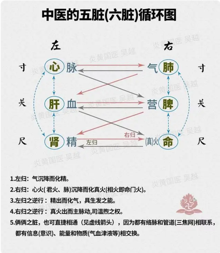 人的经络系统：五脏六腑之俞穴