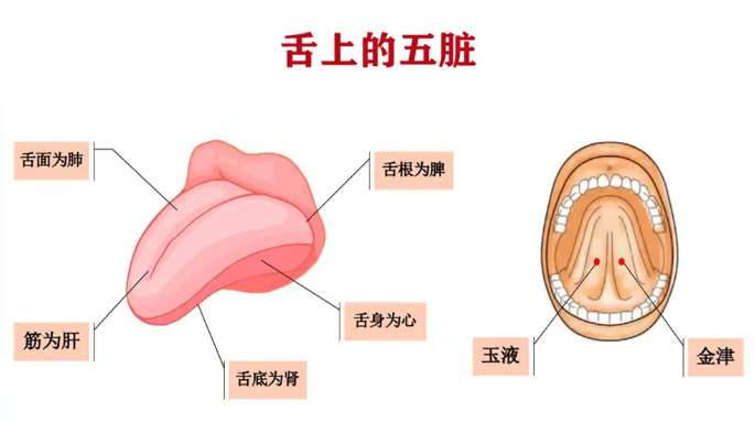 五气所病:心为噫,肺为咳,肝为语,脾为吞,肾为欠为嚏,胃为气逆为哕为恐 五气所病:心为噫,肺为咳,肝为语,脾为吞,肾为欠为嚏,胃为气逆为哕为恐